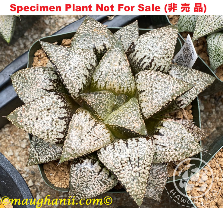 Pict-21 H. picta 'Hikaru Genji', 10 seeds, 2025