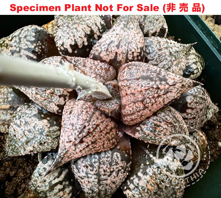 Pict-07 H. picta 'Kansai Mr. Y' seedling, 10 seeds, 2025 Pict-07 H. picta 'Kansai Mr. Y' seedling, 10 seeds, 2025