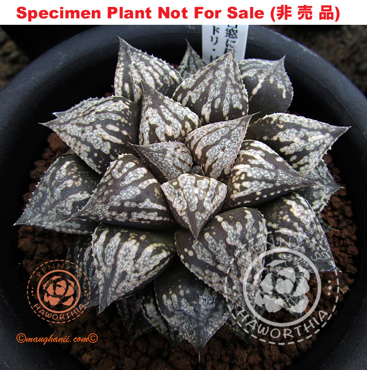 Pict-44 H. picta 'Kumadori', 10 seeds, 2025