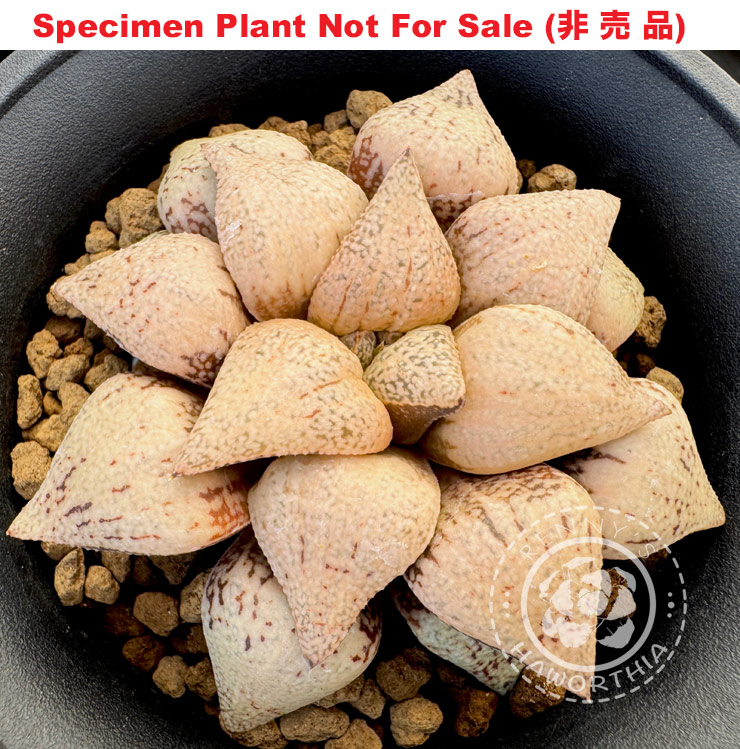 Pict-45 H. picta 'Maki's White', 10 seeds, 2025