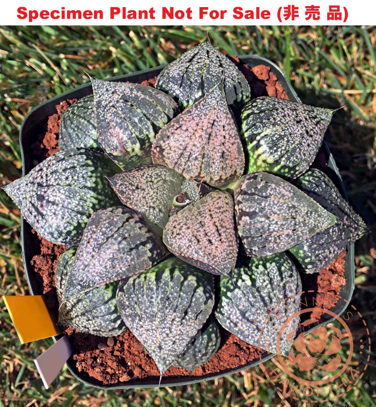 Pict-02 H. picta 'Midnight', 10 seeds, 2025 Pict-02 H. picta 'Midnight', 10 seeds, 2025