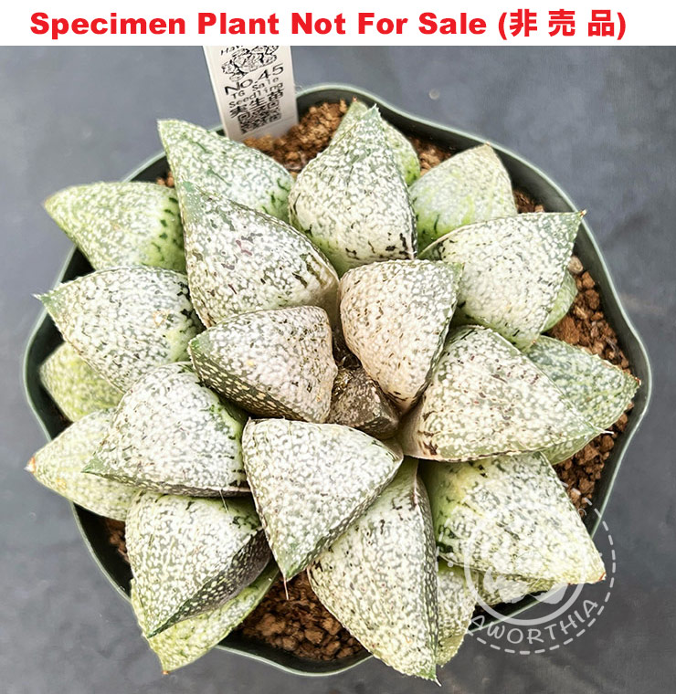 Pict-25 H. picta TGS 'No.45', 10 seeds, 2025