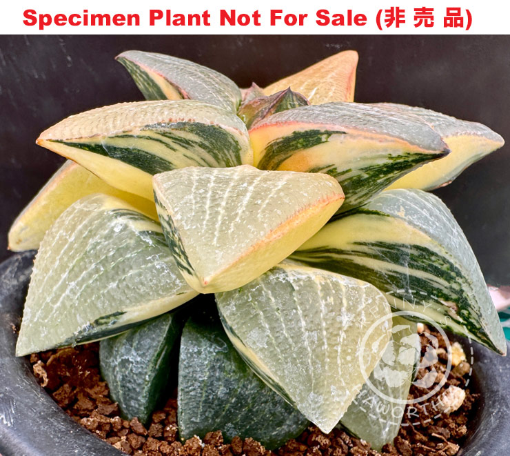 SE-644 H. picta 'Old Style' variegate, 10 seeds, 2025