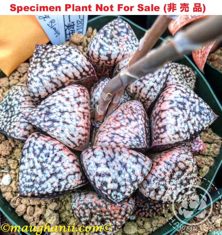 Pict-39 H. picta 'Orange Blast', 10 seeds, 2025