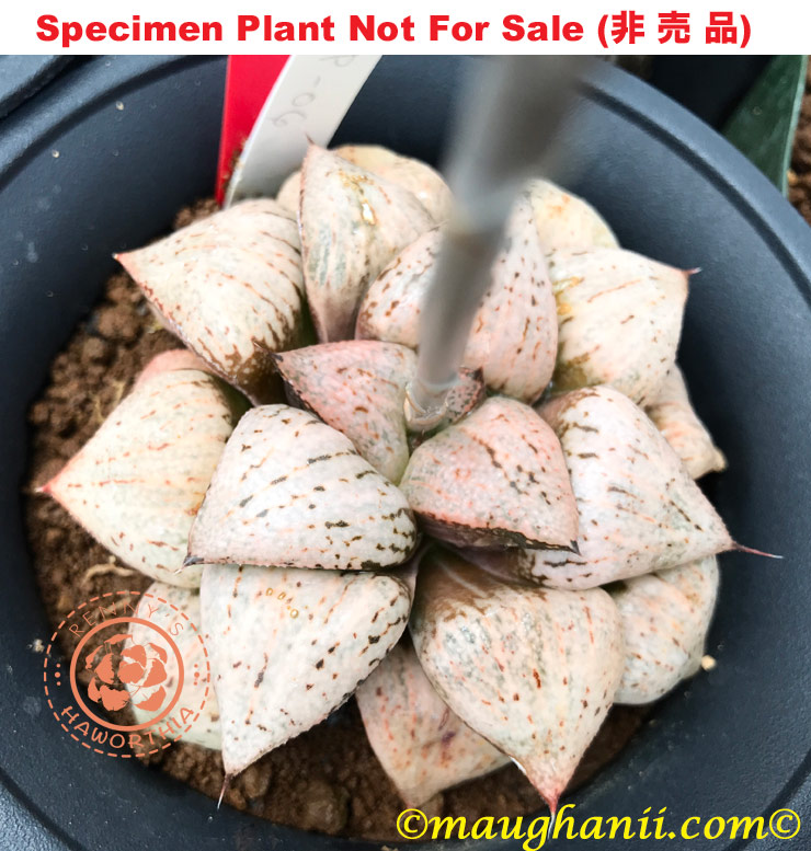 Pict-40 H. picta 'P-06', 10 seeds, 2025