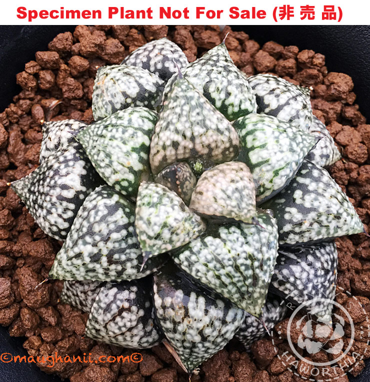 Pict-18 H. picta 'Pearl', 10 seeds, 2025 Pict-18 H. picta 'Pearl', 10 seeds, 2025