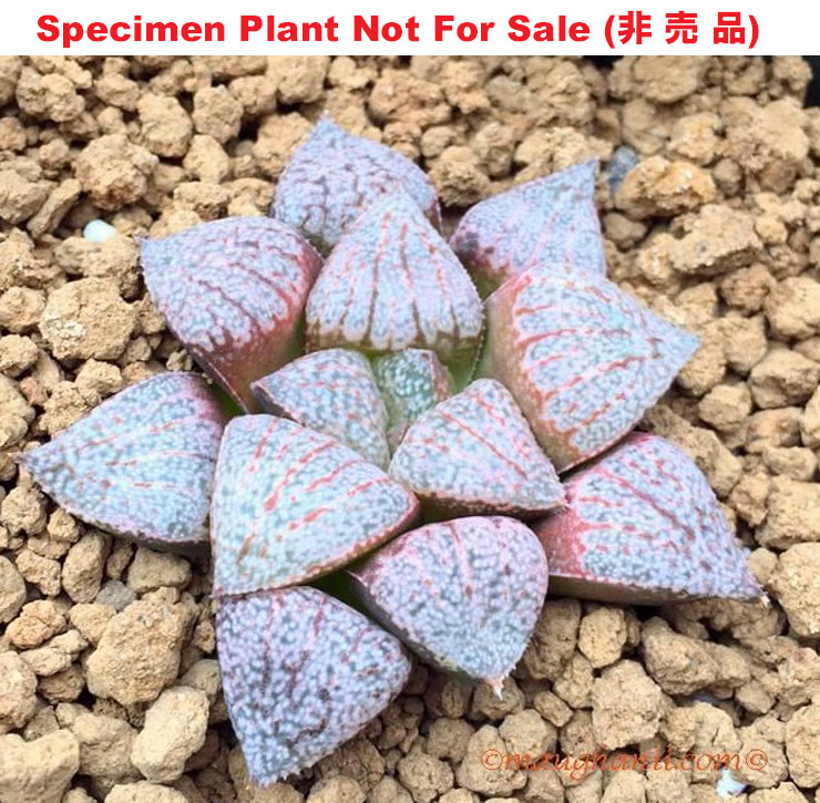 SE-637 H. picta 'RS025-2015' reverse variegate, 10 seeds, 2025