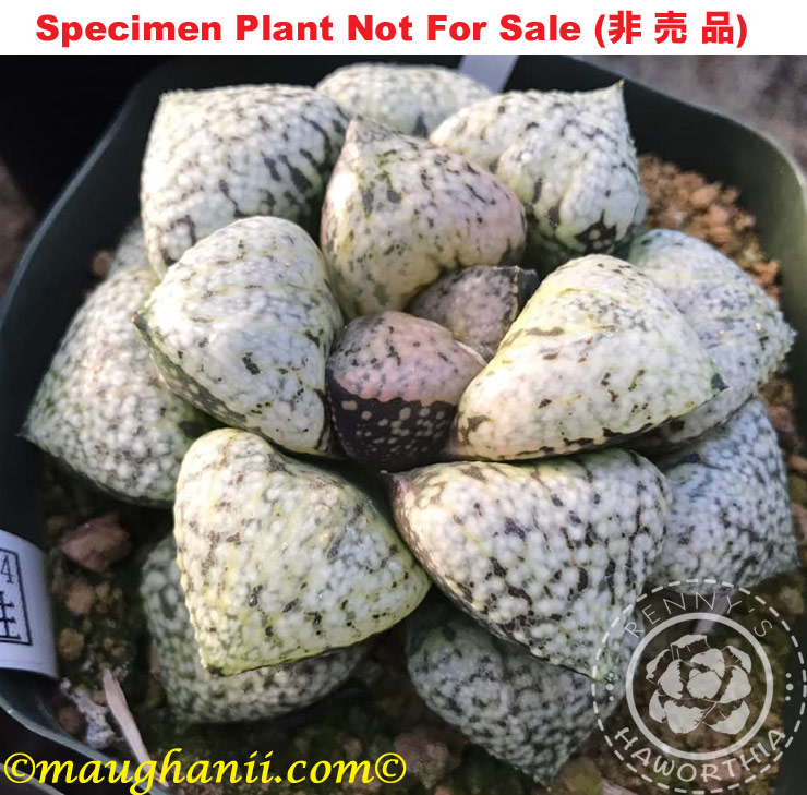 Pict-27 H. picta 'Pumpkin', 10 seeds, 2025