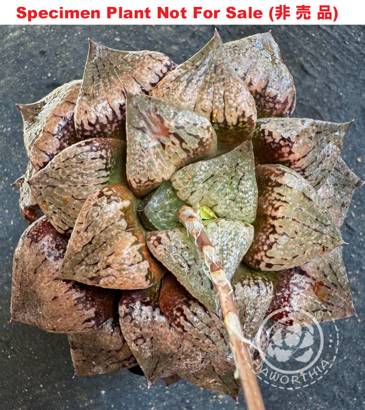 Pict-43 H. picta 'Purple Glass', 10 seeds, 2025