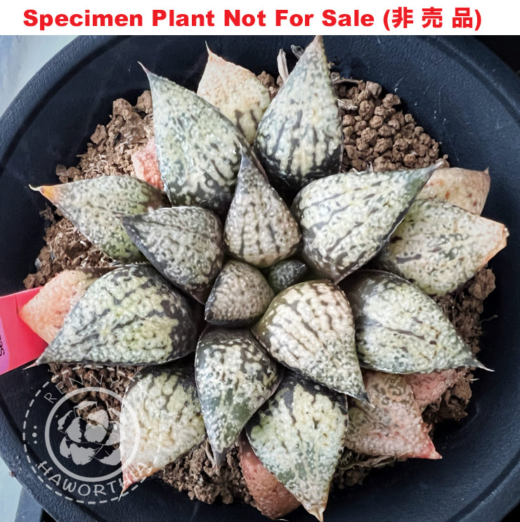 Pict-17 H. picta 'Purple No.24', 10 seeds, 2025 Pict-17 H. picta 'Purple No.24', 10 seeds, 2025