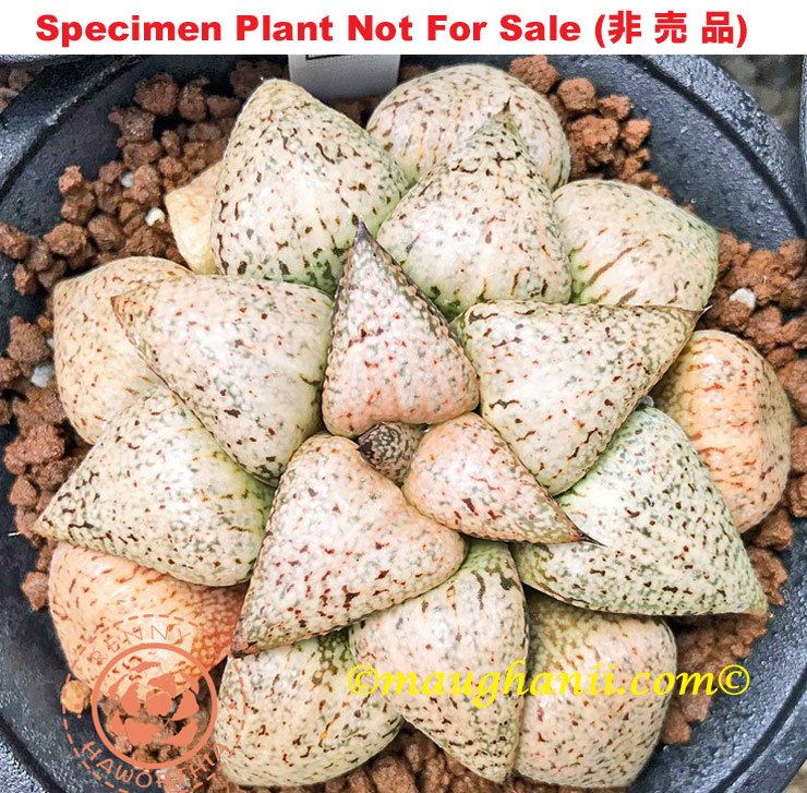 Pict-06 H. picta 'RS117-2014', 10 seeds, 2025 Pict-06 H. picta 'RS117-2014', 10 seeds, 2025