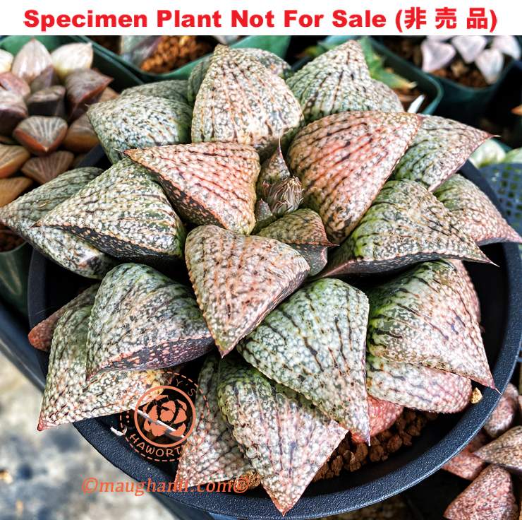 Pict-31 H. picta 'Big Tooth', 10 seeds, 2025