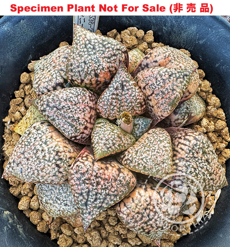 Pict-15 H. picta 'RS536-2014', 10 seeds, 2025 Pict-15 H. picta 'RS536-2014', 10 seeds, 2025