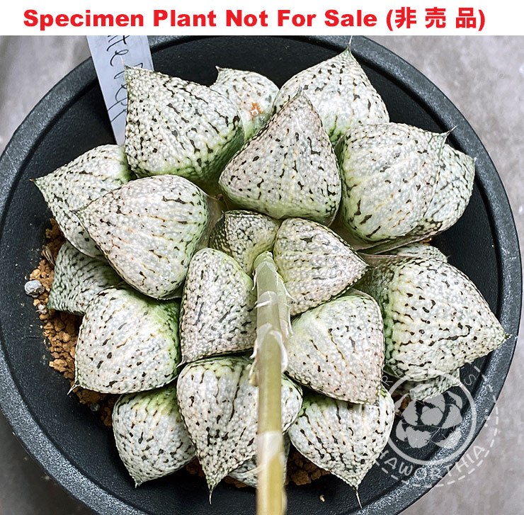Pict-08 H. picta 'White Pepper' (RS029-2014), 10 seeds, 2025 Pict-08 H. picta 'White Pepper' (RS029-2014), 10 seeds, 2025