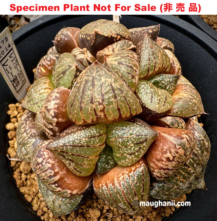 Pict-41 H. picta 'RS175-2014', 10 seeds, 2025