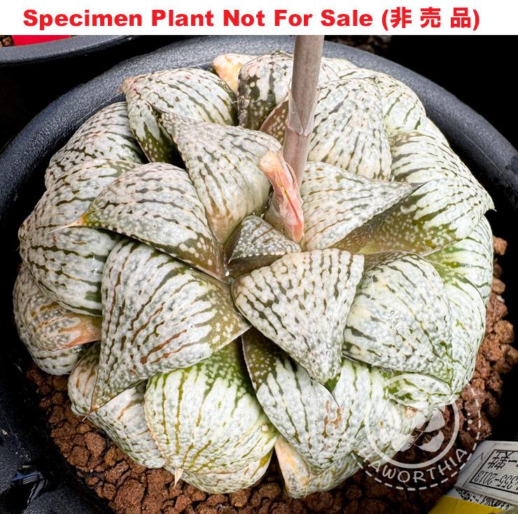 Pict-37 H. picta 'RS355-2013', 10 seeds, 2025