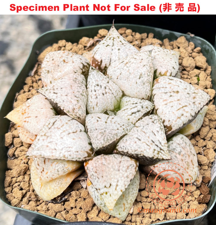 Pict-10 H. picta 'RS829-2014', 10 seeds, 2025 Pict-10 H. picta 'RS829-2014', 10 seeds, 2025