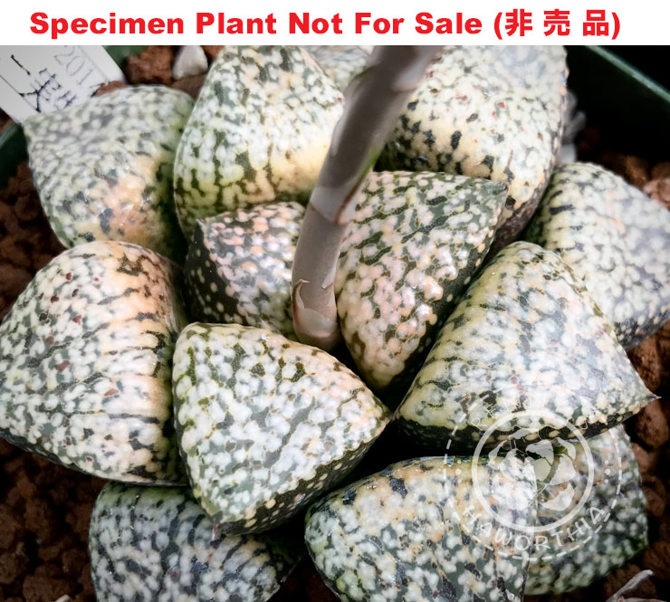 Pict-49 H. picta 'RS830-2014', 10 seeds, 2025