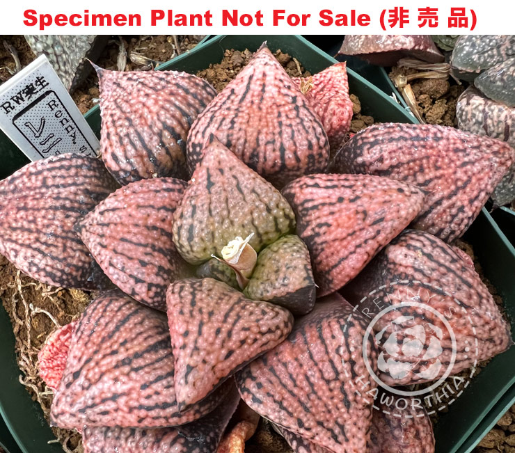 Pict-24 H. picta 'RW' seedling, 10 seeds, 2025