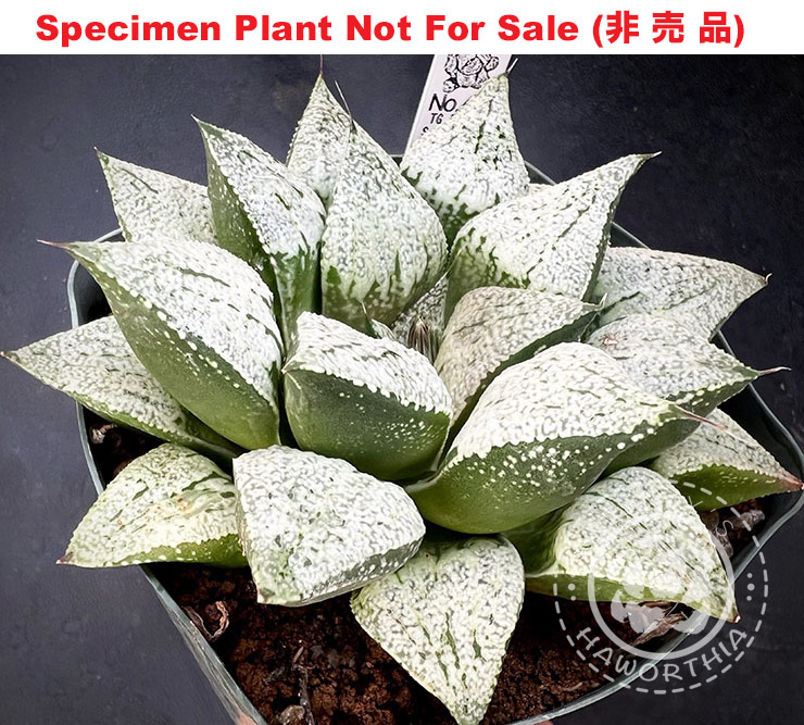 Pict-29 H. picta 'TGS No.42', 10 seeds, 2025