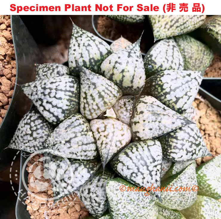 Pict-33 H. picta 'Van Gogh', 10 seeds, 2025