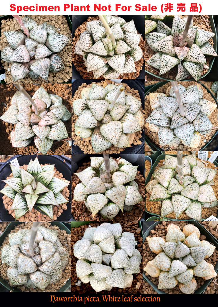 Hyb-1005 H. picta 'White' selection, 100 seeds, 2025
