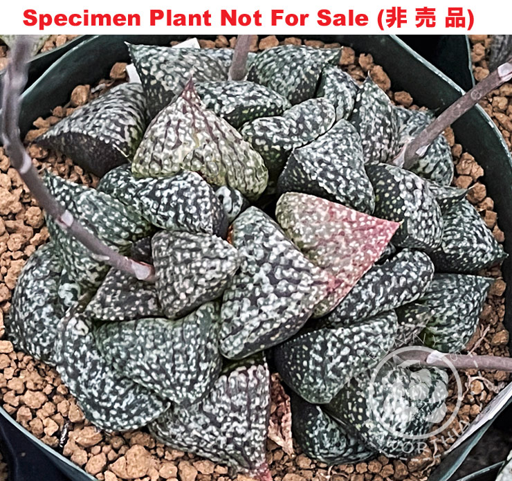 Pict-47 H. picta 'Frog Egg', 10 seeds, 2025