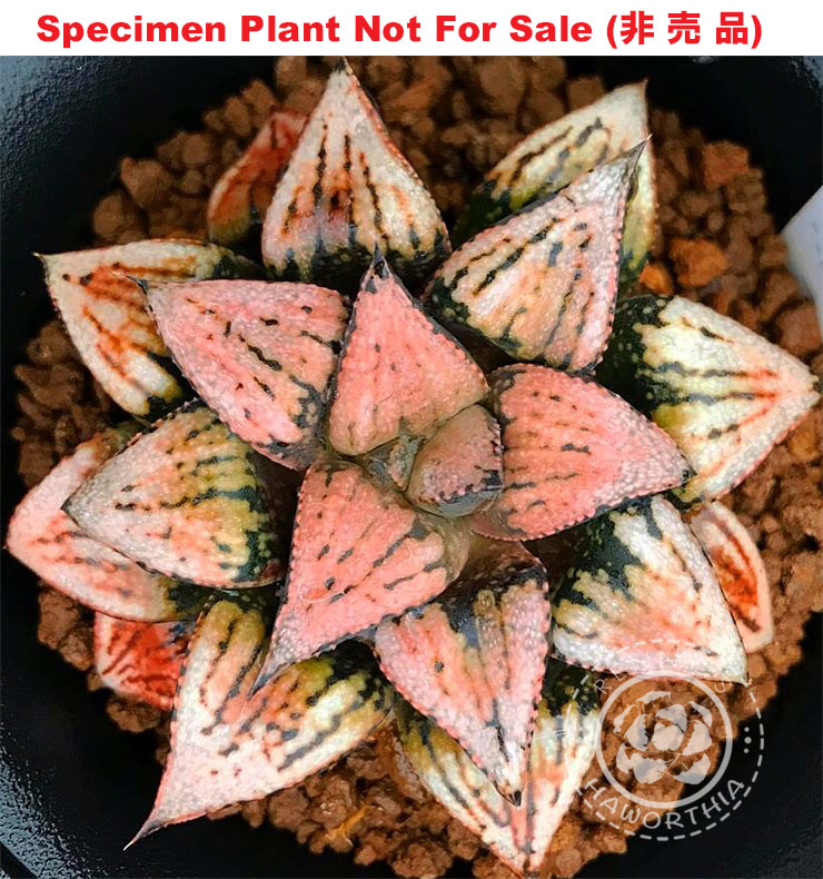 Pict-20 H. picta 'Mozaic', 10 seeds, 2025