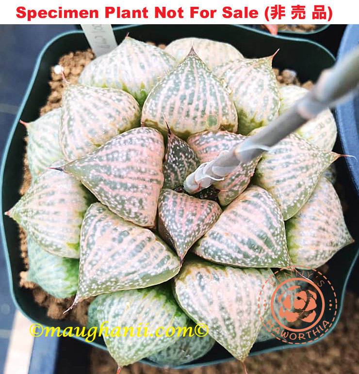 Pict-03 H. picta 'No. 1001', 10 seeds, 2025 Pict-03 H. picta 'No. 1001', 10 seeds, 2025