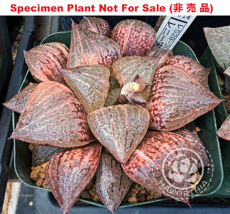 SE-686 H. picta 'RS529-2014' variegate, 10 seeds, 2025