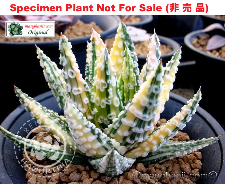 SE-698 H. pumila 'Golden Octopus' variegate, 10 seeds, 2025