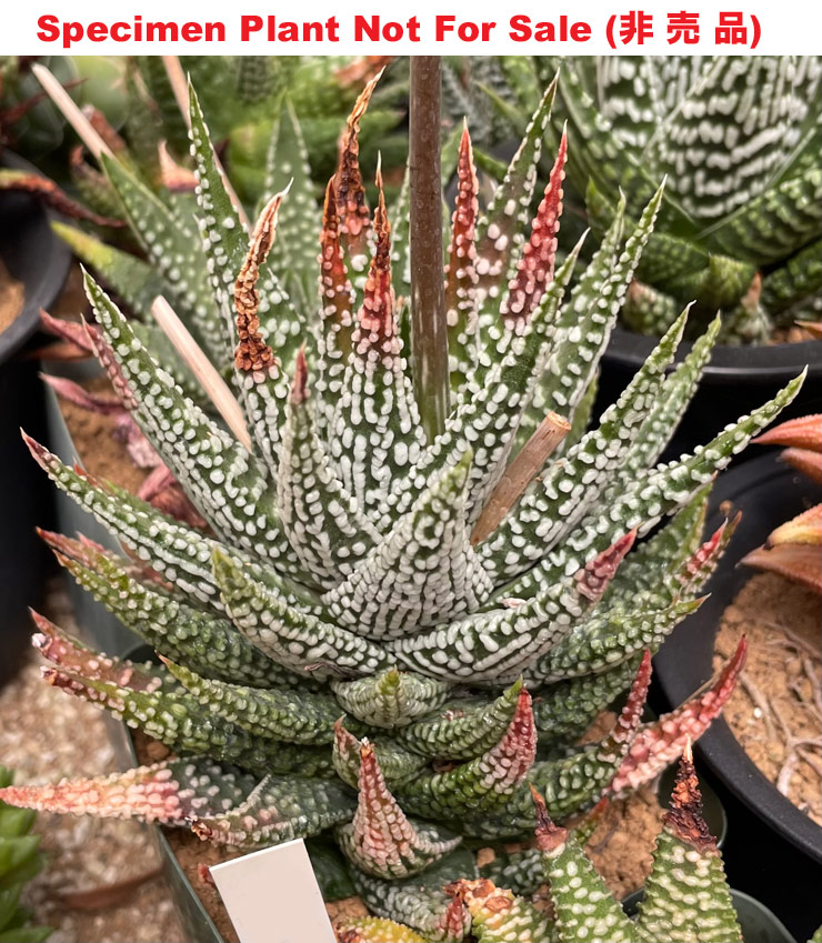 Hyb-935 H. pumila '935', 20 seeds, 2025