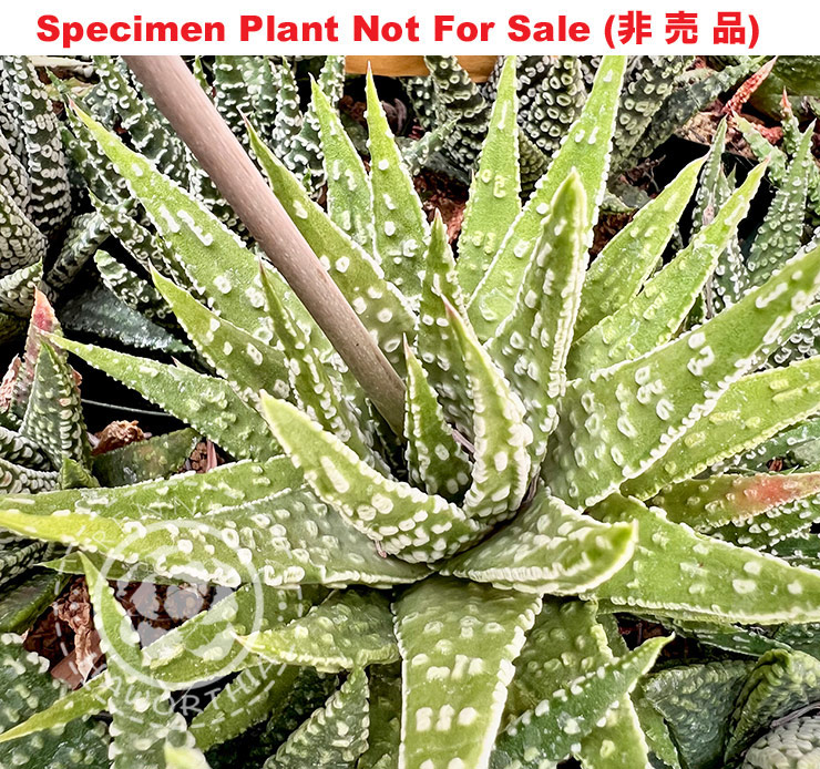 Hyb-216 H. pumila 'Light Green', 20 seeds, 2025 Hyb-216 H. pumila 'Light Green', 20 seeds, 2025