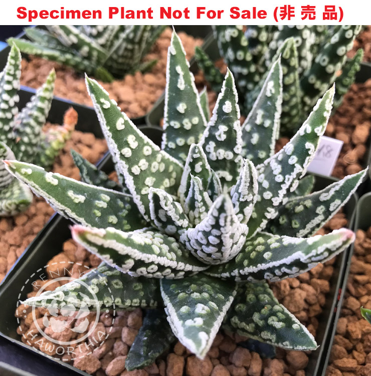 Hyb-956 H. pumila 'Donut' seedling, 20 seeds, 2025