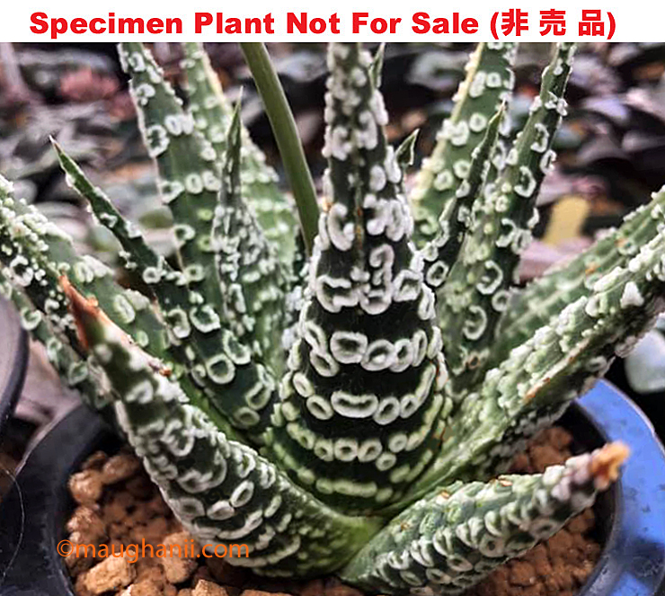 Hyb-208 H. pumila 'Golden Octopus' non-variegate, 20 seeds, 2025 Hyb-208 H. pumila 'Golden Octopus' non-variegate, 20 seeds, 2025