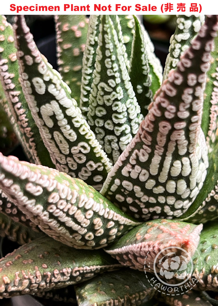 Hyb-957 H. pumila 'Seedling No. 05', 20 seeds, 2025