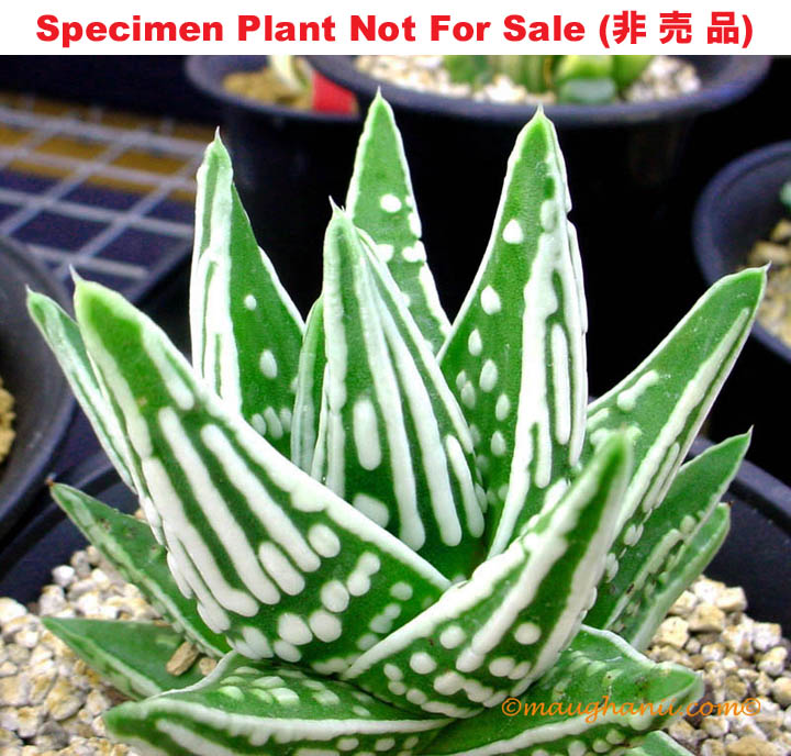 Hyb-217 H. pumila 'Tenshi No Namida', 20 seeds, 2025 Hyb-217 H. pumila 'Tenshi No Namida', 20 seeds, 2025