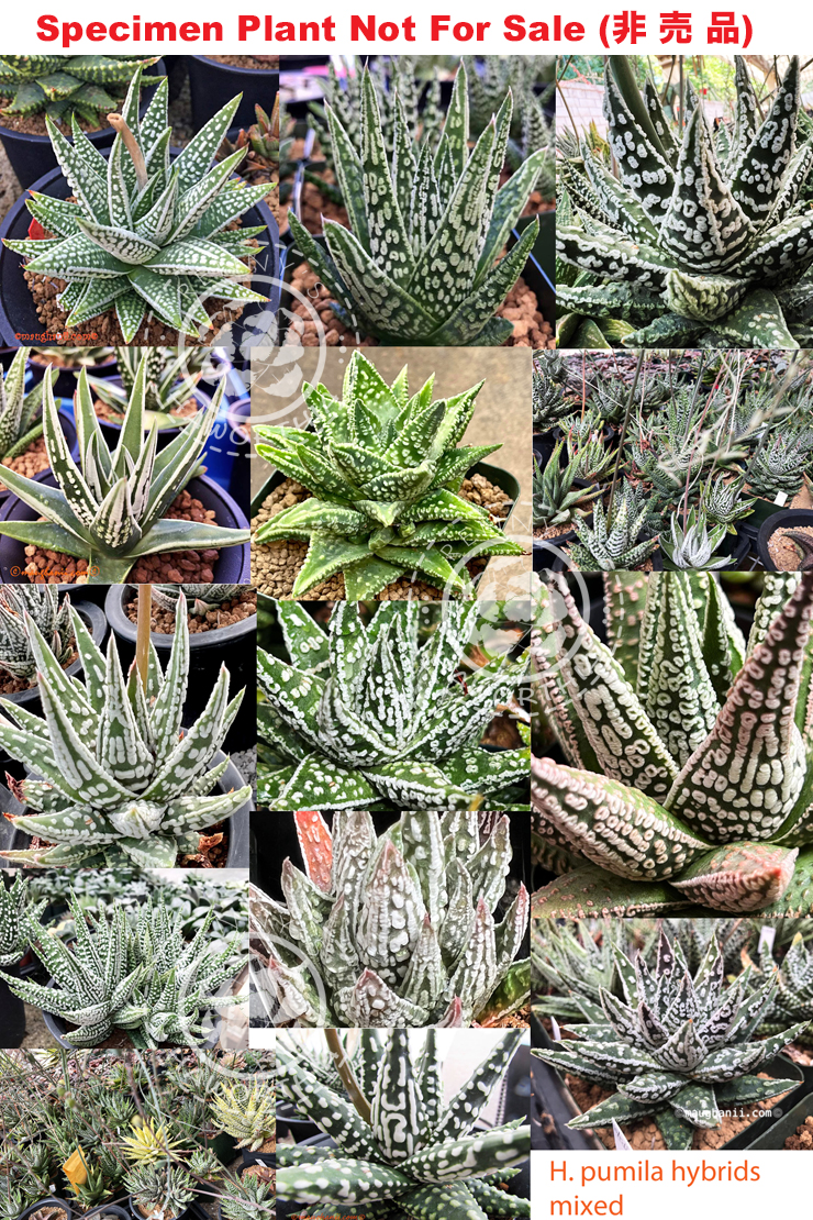 Hyb-1007 H. pumila mix selection, 100 seeds, 2026 Hyb-1007 H. pumila mix selection, 100 seeds, 2026