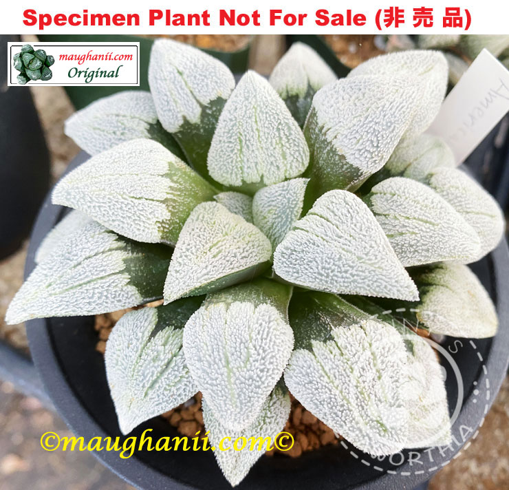 Hyb-327 H. pygmaea 'American Eskimo', 10 seeds, 2025 Hyb-327 H. pygmaea 'American Eskimo', 10 seeds, 2025