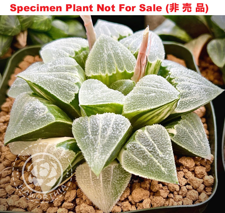 SE-657 H. hyb 'Shichimenchou' variegate, 10 seeds, 2025