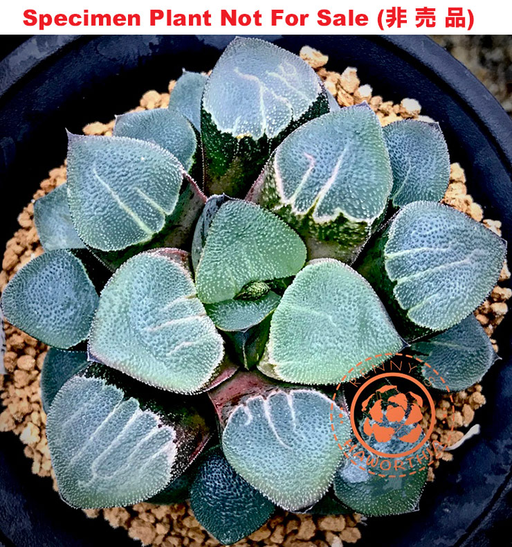 Hyb-344 H. pygmaea 'Tokumaru Totsumado', 10 seeds, 2025 Hyb-344 H. pygmaea 'Tokumaru Totsumado', 10 seeds, 2025