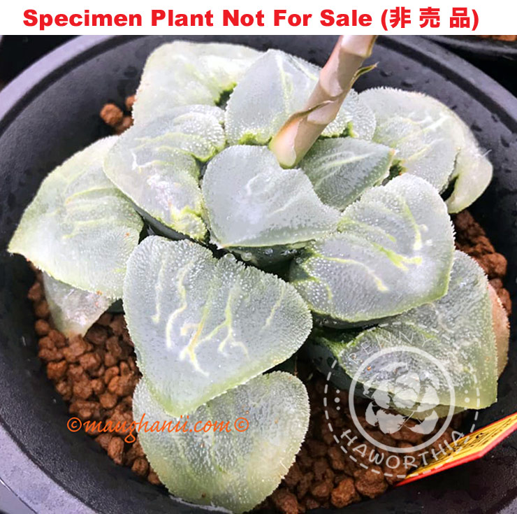 Hyb-379 H. cv 'Gekko Kamen', 10 seeds, 2025 Hyb-379 H. cv 'Gekko Kamen', 10 seeds, 2025