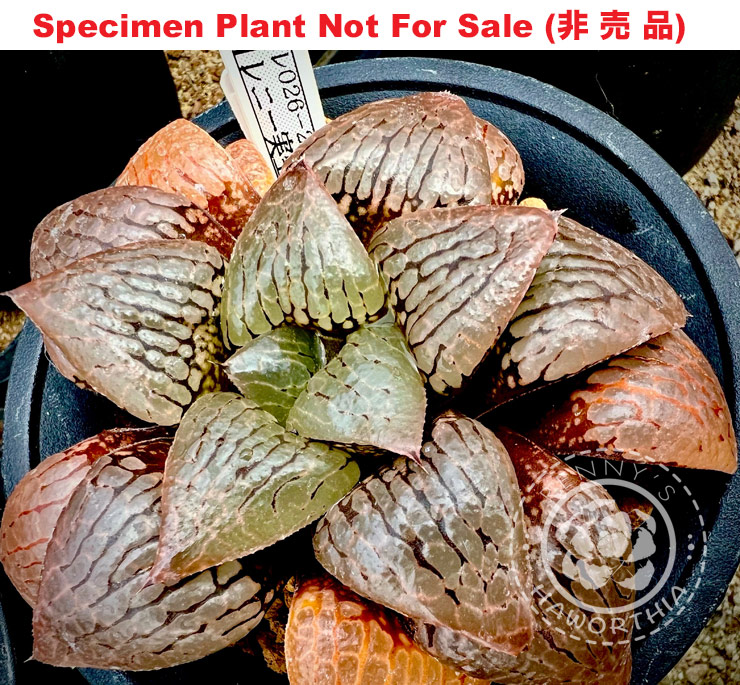 Hyb-526 H. hyb 'RS026-2014', 10 seeds, 2025 Hyb-526 H. hyb 'RS026-2014', 10 seeds, 2025