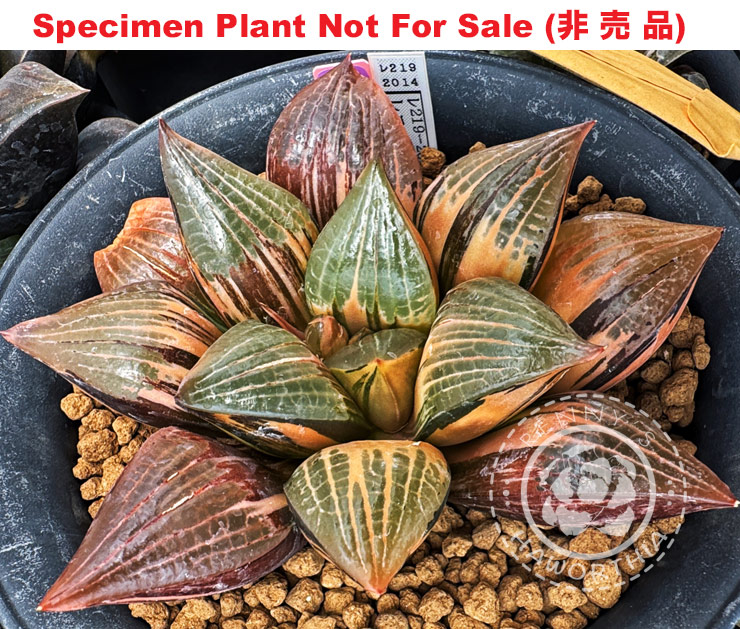 SE-672 H. hyb 'RS219-2014' variegate, 10 seeds, 2025