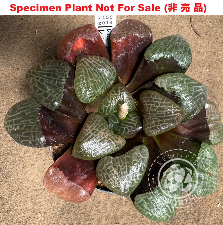 Hyb-552 H. correcta 'RS153-2014', 10 seeds, 2025