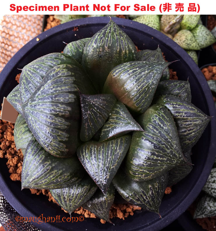 Hyb-939 H. splendens 'Black', 10 seeds, 2025
