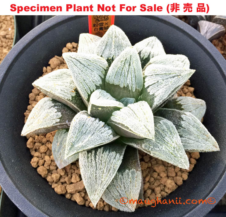 Hyb-438 H. pygmaea 'Shiro Murasaki Toku A', 10 seeds, 2025 Hyb-438 H. pygmaea 'Shiro Murasaki Toku A', 10 seeds, 2025