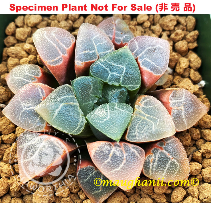 Hyb-538 H. hyb 'Shiro Mazinger', 10 seeds, 2025