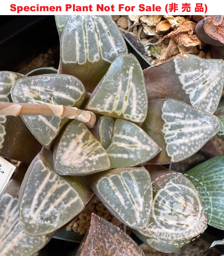 Hyb-540 H. groenewaldii 'ex GM', 10 seeds, 2025