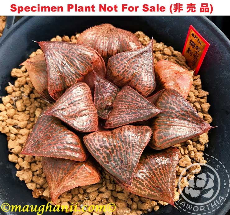 Hyb-504 H. hyb 'Azarashi', 10 seeds, 2025 Hyb-504 H. hyb 'Azarashi', 10 seeds, 2025
